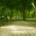 A sunlit tree-lined walkway through a green campus park, representing time away from college for mental health treatment