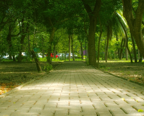A sunlit tree-lined walkway through a green campus park, representing time away from college for mental health treatment