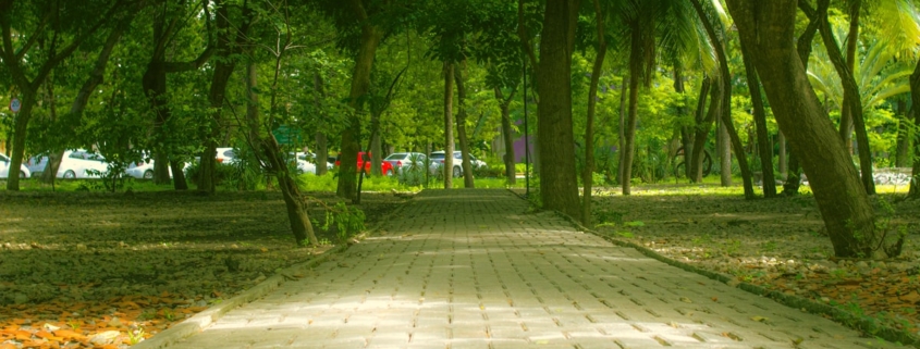 A sunlit tree-lined walkway through a green campus park, representing time away from college for mental health treatment