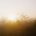Sunrise breaking through mist over a quiet meadow of wildflowers