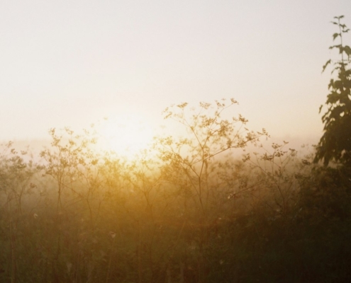 Sunrise breaking through mist over a quiet meadow of wildflowers
