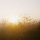 Sunrise breaking through mist over a quiet meadow of wildflowers