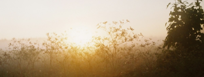 Sunrise breaking through mist over a quiet meadow of wildflowers