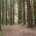 A dirt path winding through a grove of tall redwood trees toward an opening of daylight