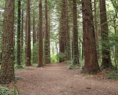 A dirt path winding through a grove of tall redwood trees toward an opening of daylight