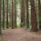A dirt path winding through a grove of tall redwood trees toward an opening of daylight