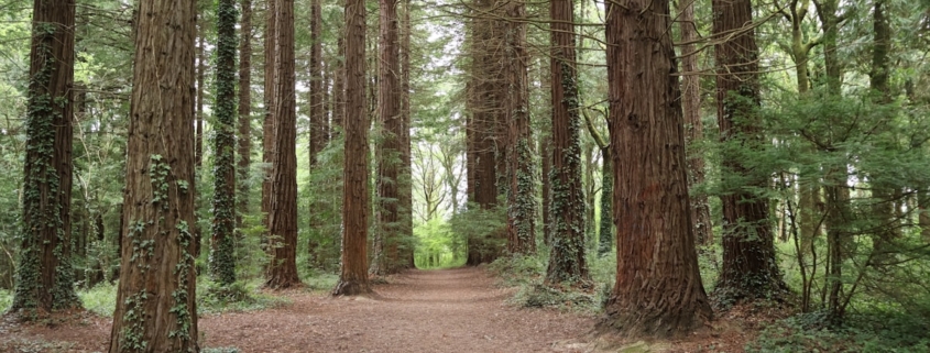 A dirt path winding through a grove of tall redwood trees toward an opening of daylight