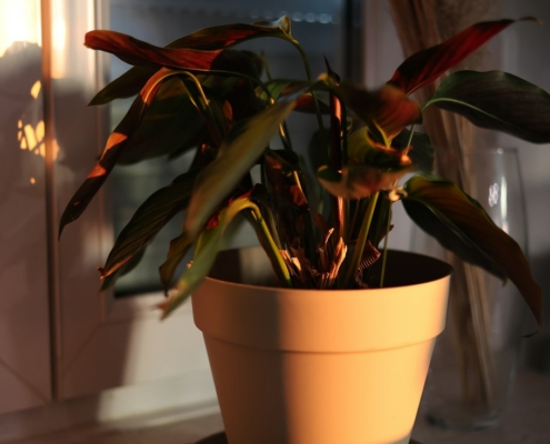 A potted plant on a windowsill in warm morning light