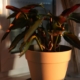A potted plant on a windowsill in warm morning light