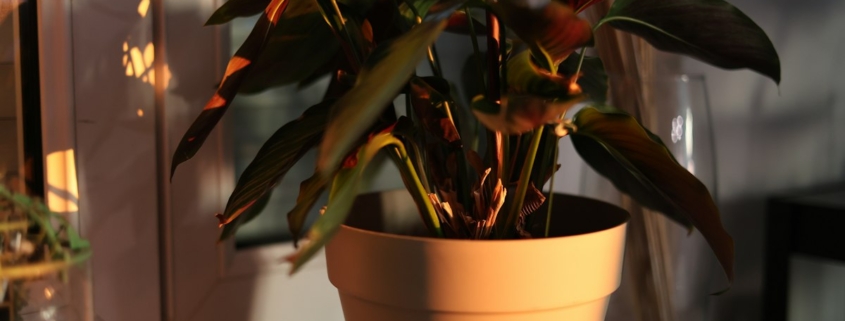 A potted plant on a windowsill in warm morning light