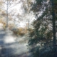 Sunlight filtering through misty autumn trees, representing seasonal changes in mood and light exposure