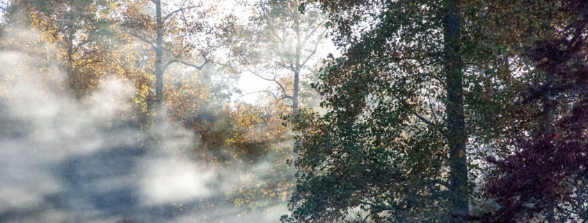 Sunlight filtering through misty autumn trees, representing seasonal changes in mood and light exposure