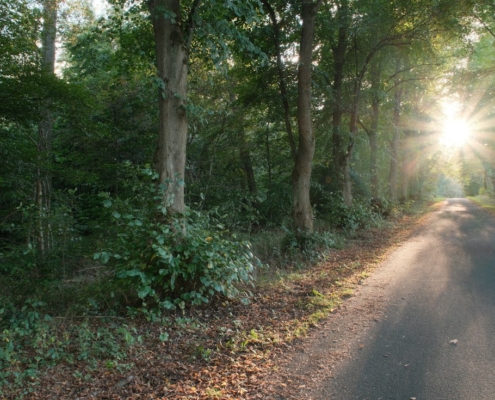 A person walking along a quiet tree-lined road in early morning sunlight
