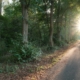 A person walking along a quiet tree-lined road in early morning sunlight