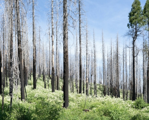 Green undergrowth and living pines growing among fire-scarred trees in a recovering forest