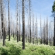 Green undergrowth and living pines growing among fire-scarred trees in a recovering forest