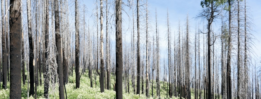 Green undergrowth and living pines growing among fire-scarred trees in a recovering forest