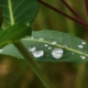 Rain droplets resting on a green leaf, suggesting calm after fire season