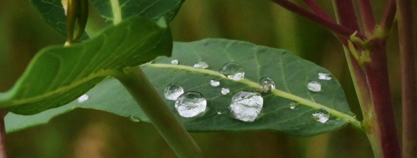 Rain droplets resting on a green leaf, suggesting calm after fire season